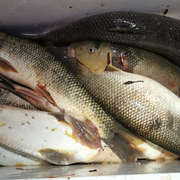 A cooler full of fish harvested for food with the Bigger Gigger.